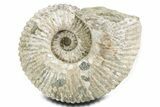 Large, Bumpy Ammonite (Douvilleiceras) Fossil - Madagascar #361128-1